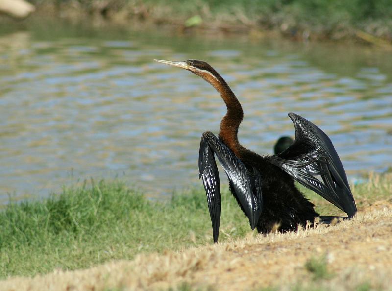 ma voels 133.JPG - Slanghalsvoel net uit water